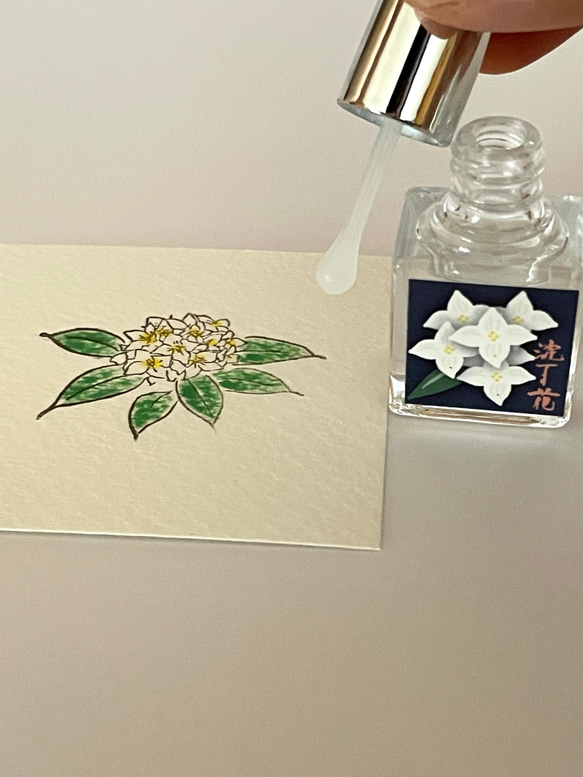 香りを愛でる【白花沈丁花】 3枚目の画像