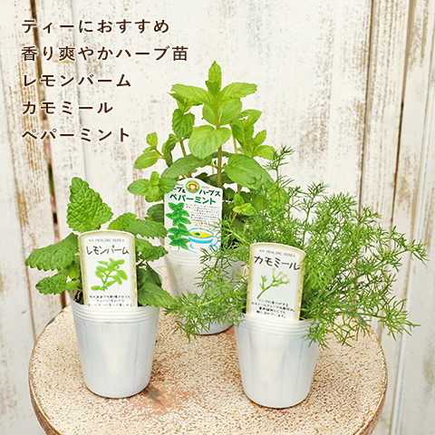 しう様用　ローマンカモミール&メリッサ Amazon.co.jp: ローマンカモミールダブルフラワー 【ハーブ苗9cm