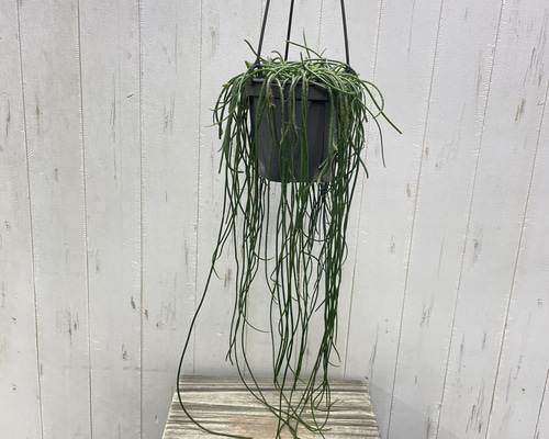 超ロング♡ サボテン リプサリス ハイデルベルグ 5号 吊り鉢 その他