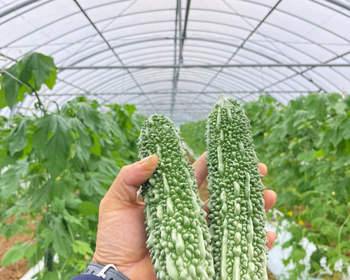 採れたて宮古島産ゴーヤー＊ 宮古島産 朝採れゴーヤ 2kg 野菜 zakimi farm 通販 15775741
