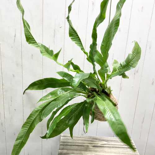 アグラオモルファ コロナンス ジュート 苔玉仕立て ハンギング その他