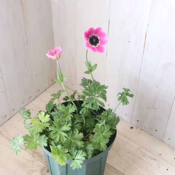 原種系♡ガーデンアネモネ♡アネモネ♡パブニナ♡ 人気・おすすめ｜売れ筋商品・話題商品におすすめ コスパ重視 安心配送 国内発送・正規流通商品
