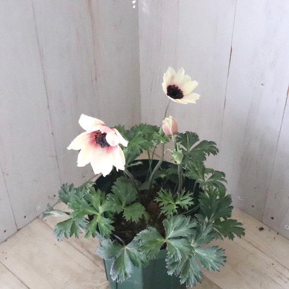 原種系♡ガーデンアネモネ♡アネモネ♡パブニナ♡ 人気・おすすめ｜売れ筋商品・話題商品におすすめ コスパ重視 安心配送 国内発送・正規流通商品