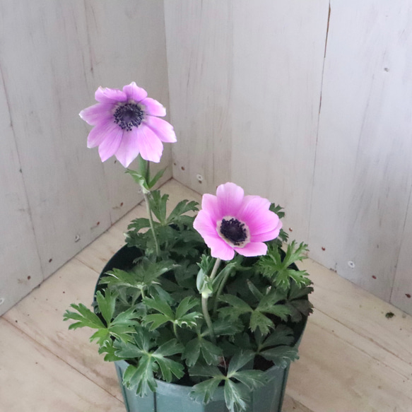 原種系♡ガーデンアネモネ♡アネモネ♡パブニナ♡ 人気・おすすめ｜売れ筋商品・話題商品におすすめ コスパ重視 安心配送 国内発送・正規流通商品