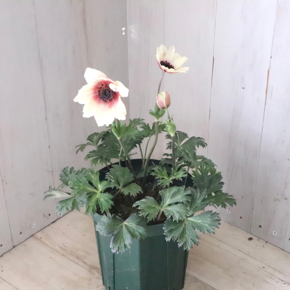 原種系♡ガーデンアネモネ♡アネモネ♡パブニナ♡ 人気・おすすめ｜売れ筋商品・話題商品におすすめ コスパ重視 安心配送 国内発送・正規流通商品