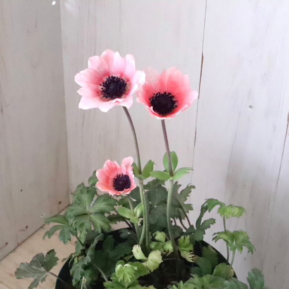 原種系♡ガーデンアネモネ♡アネモネ♡パブニナ♡ 人気・おすすめ｜売れ筋商品・話題商品におすすめ コスパ重視 安心配送 国内発送・正規流通商品