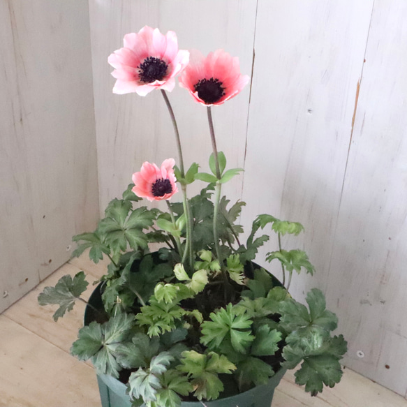 原種系♡ガーデンアネモネ♡アネモネ♡パブニナ♡ 人気・おすすめ｜売れ筋商品・話題商品におすすめ コスパ重視 安心配送 国内発送・正規流通商品