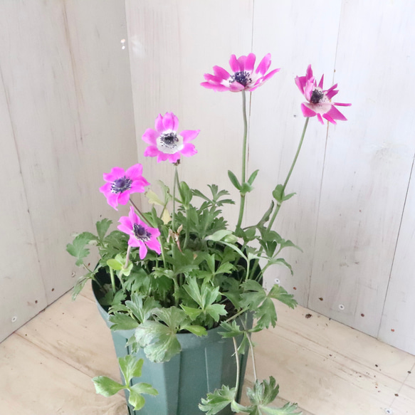 原種系♡ガーデンアネモネ♡アネモネ♡パブニナ♡ 人気・おすすめ｜売れ筋商品・話題商品におすすめ コスパ重視 安心配送 国内発送・正規流通商品