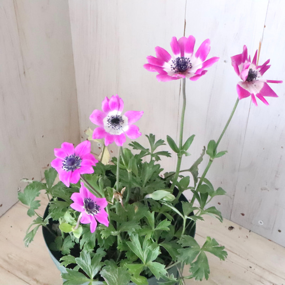 原種系♡ガーデンアネモネ♡アネモネ♡パブニナ♡ 人気・おすすめ｜売れ筋商品・話題商品におすすめ コスパ重視 安心配送 国内発送・正規流通商品