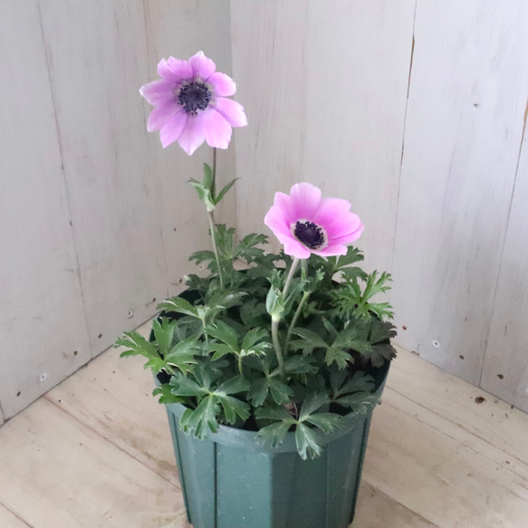 原種系♡ガーデンアネモネ♡アネモネ♡パブニナ♡ 人気・おすすめ｜売れ筋商品・話題商品におすすめ コスパ重視 安心配送 国内発送・正規流通商品