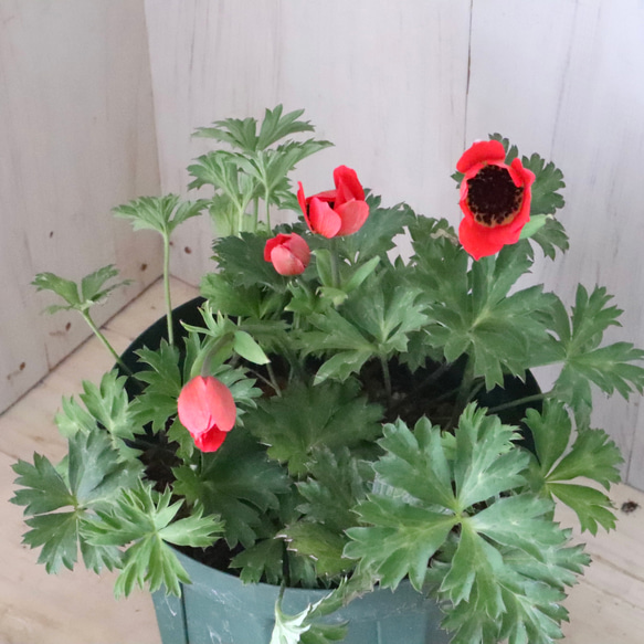 原種系♡ガーデンアネモネ♡アネモネ♡パブニナ♡ 人気・おすすめ｜売れ筋商品・話題商品におすすめ コスパ重視 安心配送 国内発送・正規流通商品