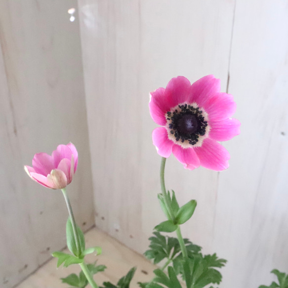 原種系♡ガーデンアネモネ♡アネモネ♡パブニナ♡ 人気・おすすめ｜売れ筋商品・話題商品におすすめ コスパ重視 安心配送 国内発送・正規流通商品