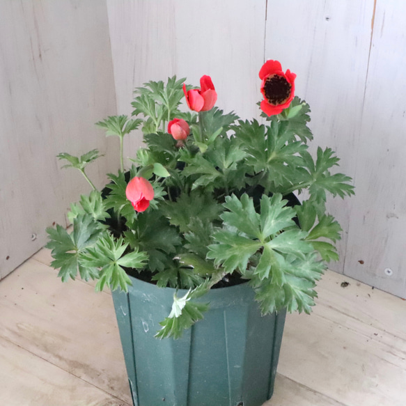 原種系♡ガーデンアネモネ♡アネモネ♡パブニナ♡ 人気・おすすめ｜売れ筋商品・話題商品におすすめ コスパ重視 安心配送 国内発送・正規流通商品