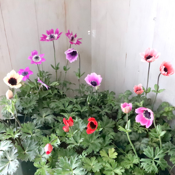 原種系♡ガーデンアネモネ♡アネモネ♡パブニナ♡ 人気・おすすめ｜売れ筋商品・話題商品におすすめ コスパ重視 安心配送 国内発送・正規流通商品