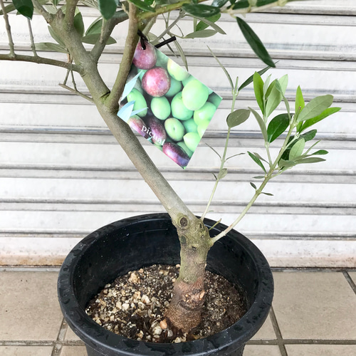 現品 厳選株! 幹太い 希少品種♡ オリーブの木 ピクアル souju 現品 厳選株! 幹太い 希少品種♡ オリーブの木 ピクアル souju