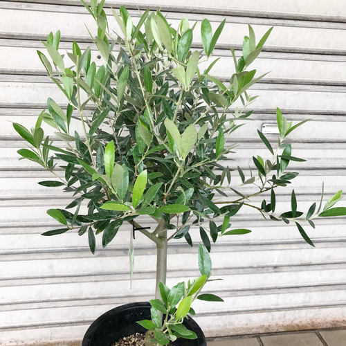 現品 厳選株! 幹太い 希少品種♡ オリーブの木 ピクアル souju 現品 厳選株! 幹太い 希少品種♡ オリーブの木 ピクアル souju