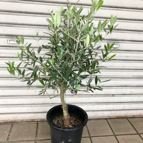 現品 厳選株! 幹太い 希少品種♡ オリーブの木 ピクアル souju 現品 厳選株! 幹太い 希少品種♡ オリーブの木 ピクアル souju