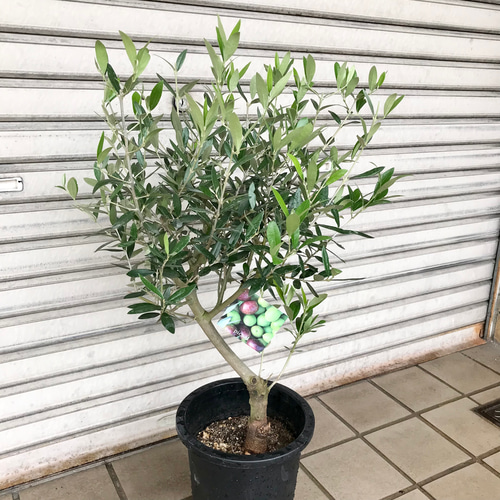 オリーブの木 ピクアル 7号 約110cm NO.658 人気品種 掲載 現品 オリーブ7