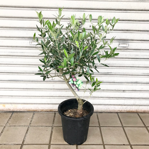 現品 厳選株! 幹太い 希少品種♡ オリーブの木 ピクアル souju 現品 厳選株! 幹太い 希少品種♡ オリーブの木 ピクアル souju