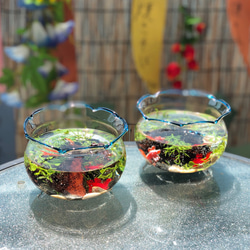 6点限定販売》夏の涼しげアイテム金魚鉢 ハーバリウム 風 テラリウム