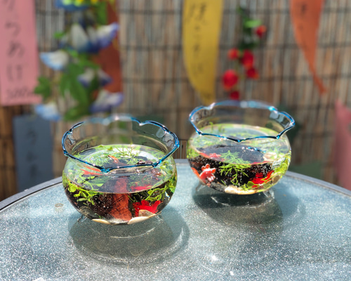6点限定販売》夏の涼しげアイテム金魚鉢 ハーバリウム 風