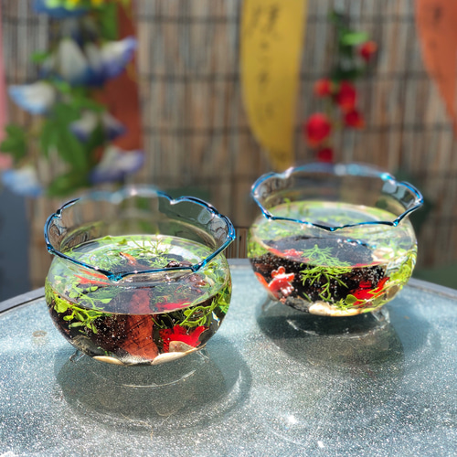 6点限定販売》夏の涼しげアイテム金魚鉢 ハーバリウム 風 テラリウム