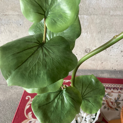 光触媒　人工観葉植物　ウォールグリーン　フェイクグリーン　シーグレープ13235 7枚目の画像