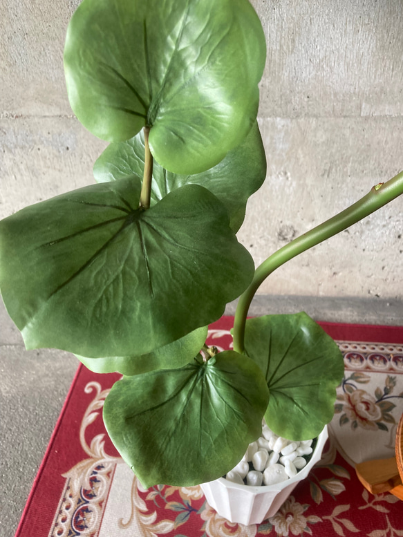 光触媒　人工観葉植物　ウォールグリーン　フェイクグリーン　シーグレープ13235 7枚目の画像