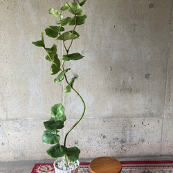 光触媒　人工観葉植物　ウォールグリーン　フェイクグリーン　シーグレープ13235 6枚目の画像