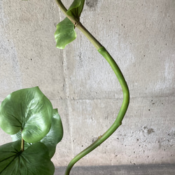 光触媒　人工観葉植物　ウォールグリーン　フェイクグリーン　シーグレープ13235 8枚目の画像