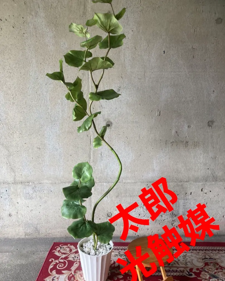 光触媒 人工観葉植物 ウォールグリーン フェイクグリーン ベンジャミン 