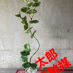 光触媒　人工観葉植物　ウォールグリーン　フェイクグリーン　ウンベラータ18080 光触媒 人工観葉植物 ウォールグリーン フェイクグリーン