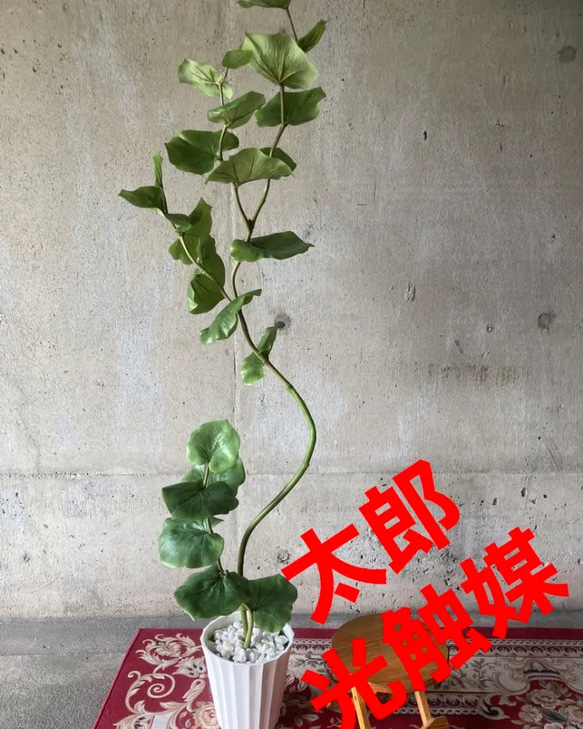 光触媒　人工観葉植物　ウォールグリーン　フェイクグリーン　シーグレープ13235 光触媒 人工観葉植物 ウォールグリーン フェイクグリーン シー