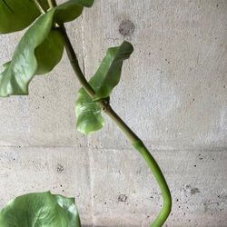 光触媒　人工観葉植物　ウォールグリーン　フェイクグリーン　シーグレープ13235 5枚目の画像