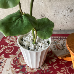 光触媒　人工観葉植物　ウォールグリーン　フェイクグリーン　シーグレープ13235 9枚目の画像