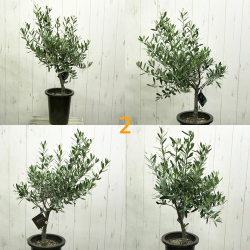 オリーブの木 チプレッシーノ SOUJU 8号鉢植え 園芸ネット本店｜[ギフトに]オリーブ チプレッシーノ 8号鉢植え 鉢