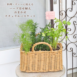 ハーブ寄せ植え おまかせ ナチュラルバスケット スクエア おしゃれ
