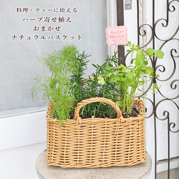 ハーブ寄せ植え おまかせ ナチュラルバスケット スクエア おしゃれ