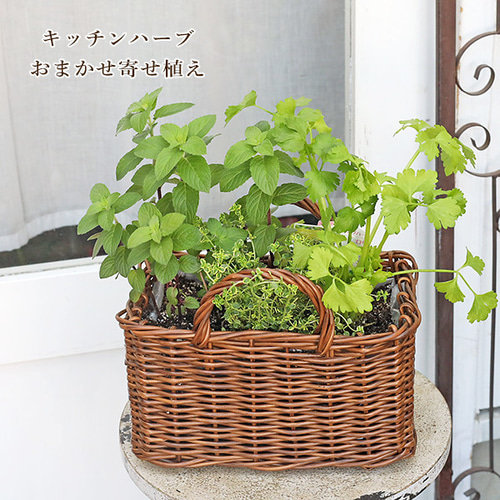 ハーブ寄せ植え おまかせ ナチュラルバスケット スクエア M おしゃれ