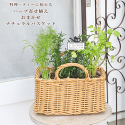 ハーブ寄せ植え おまかせ ナチュラルバスケット スクエア おしゃれ