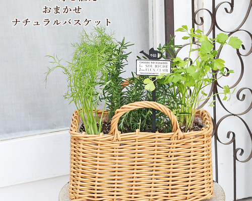 ハーブ寄せ植え おまかせ ナチュラルバスケット スクエア おしゃれ