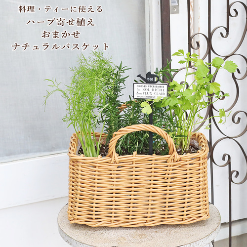 ハーブ寄せ植え おまかせ ナチュラルバスケット スクエア おしゃれ