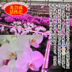 胡蝶蘭 ミディ 中輪 2本立ち 18輪以上 母の日 ギフト プレゼント お祝い 生花 フラワー 開店 開業 祝 御祝 16枚目の画像