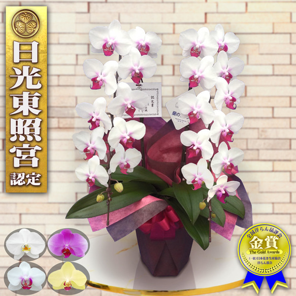 専用　最終価格！胡蝶蘭　生花　ロング＋送料 胡蝶蘭 生花 ロング（最終価格！胡蝶蘭 生花 ロング）