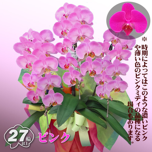 胡蝶蘭 ミディ 中輪 3本立ち 27輪以上 母の日 ギフト プレゼント