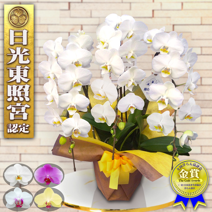 胡蝶蘭　生花　母の日 母の日プレゼント 胡蝶蘭 鉢植え 母の日ギフト 花鉢 かわいい