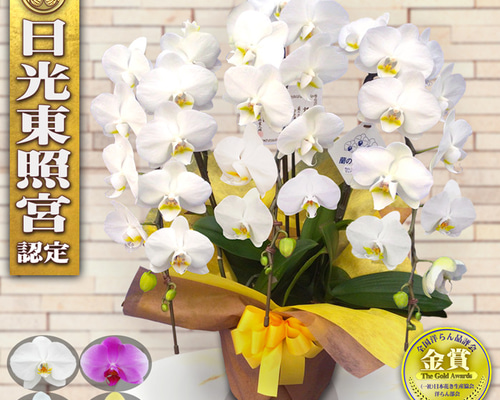 激安 超特価商店街  0cd5df2e25c4304a4317cc0179d24b 青年漫画