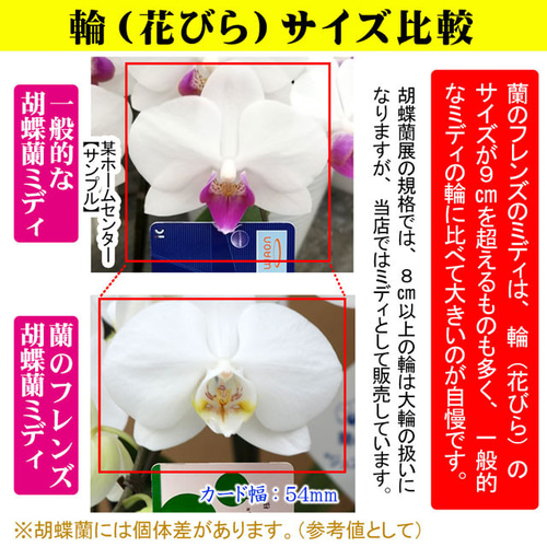 胡蝶蘭 ミディ 中輪 3本立ち 27輪以上 母の日 ギフト プレゼント