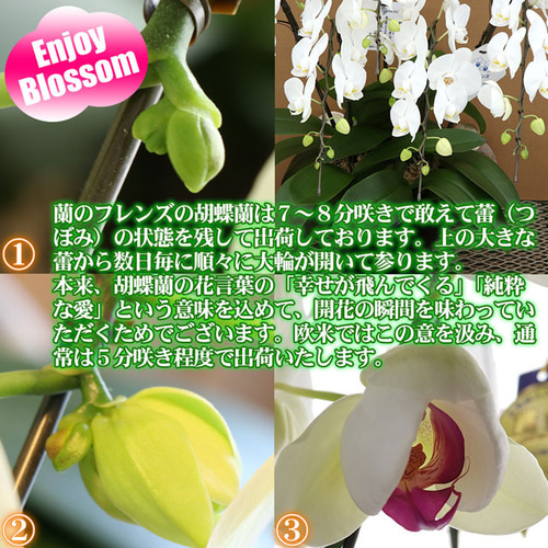 胡蝶蘭 ミディ 中輪 3本立ち 27輪以上 母の日 ギフト プレゼント