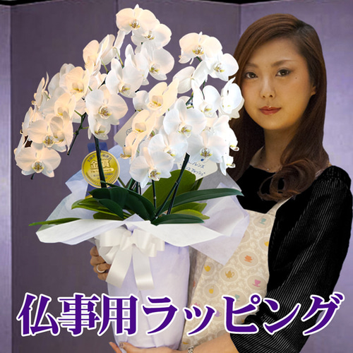 胡蝶蘭 ミディ 中輪 3本立ち 27輪以上 母の日 ギフト プレゼント